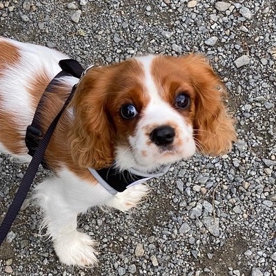 King Charles Cavalier Spaniel puppy outside for a walk.