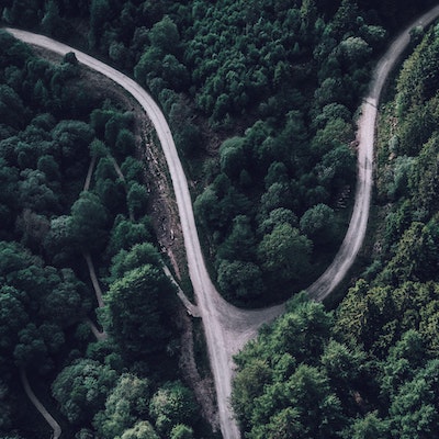 A forest road splitting into two.